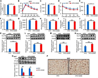 Gastrodia elata Blume extract improves high-fat diet-induced type 2 diabetes by regulating gut microbiota and bile acid profile